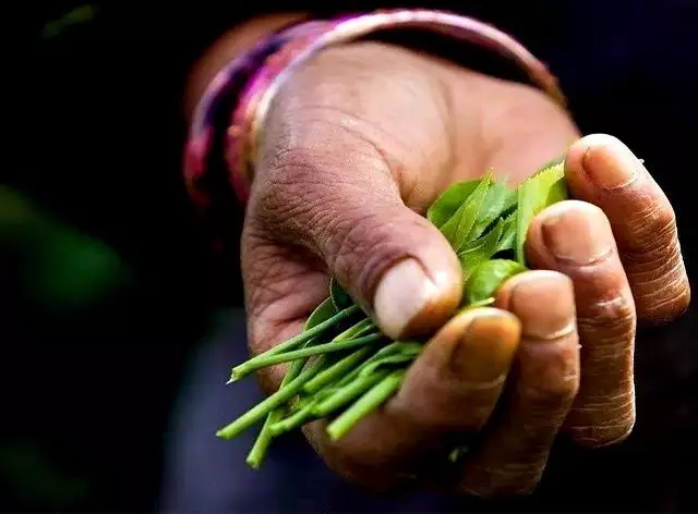 钱不如存茶——光芒普洱茶AG真人游戏平台入口存(图4)